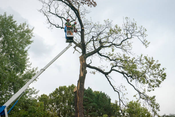 Tree and Shrub Care in Everett, MA